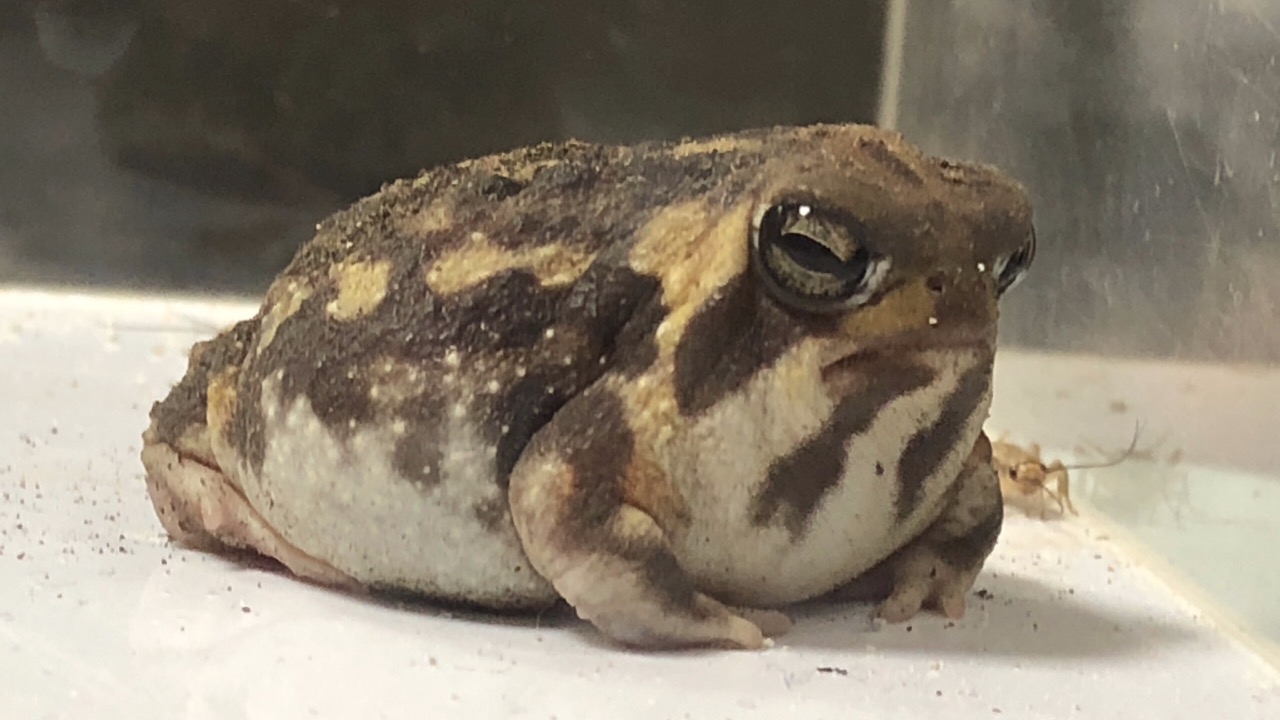 フクラガエル 飼育