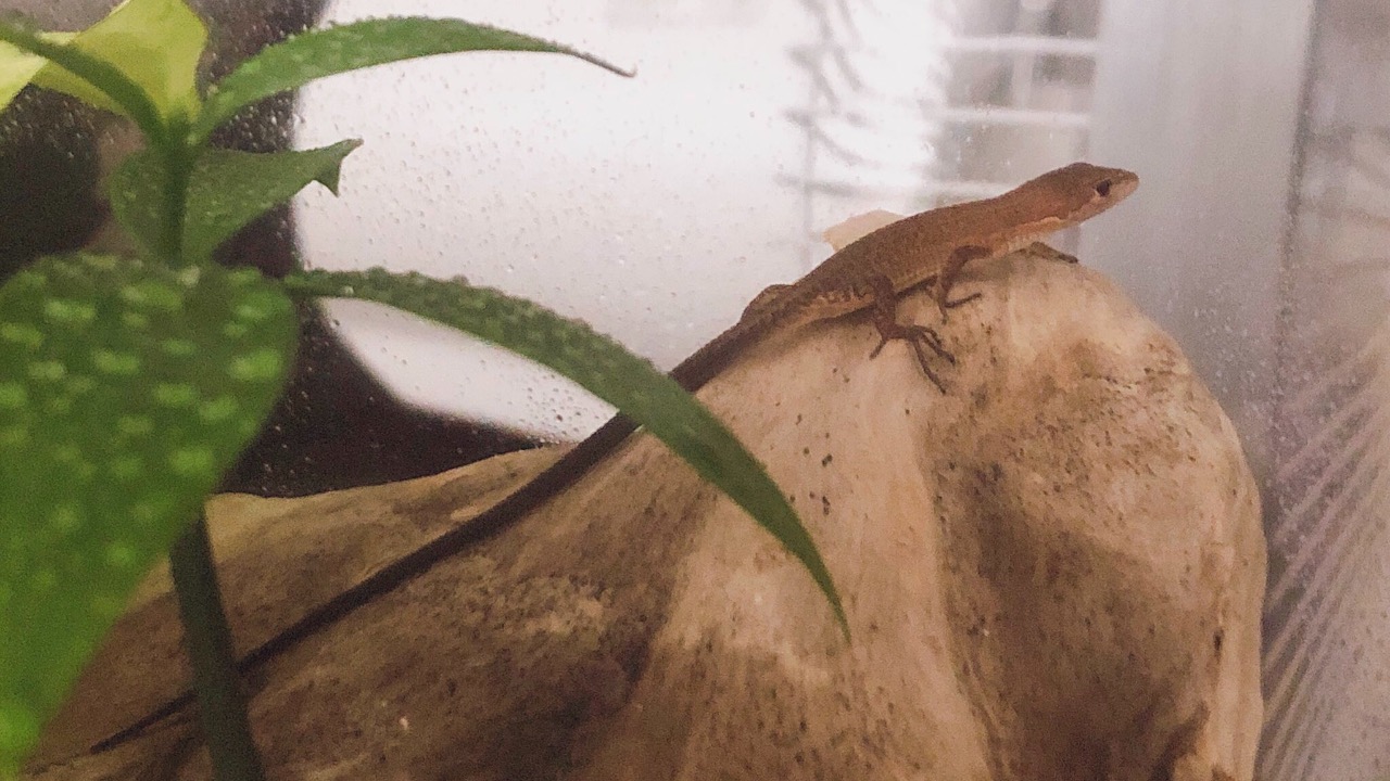 カナヘビ カゲマッチョ ペット詳細 はちゅペディア