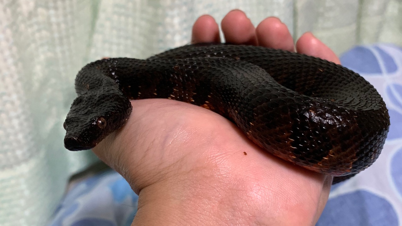 バイパーボア 柘榴 ペット詳細 はちゅペディア