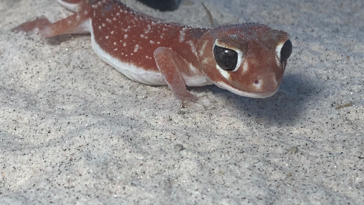 ナメハダタマオヤモリ ナメハダタマオヤモリ ペット詳細 はちゅペディア